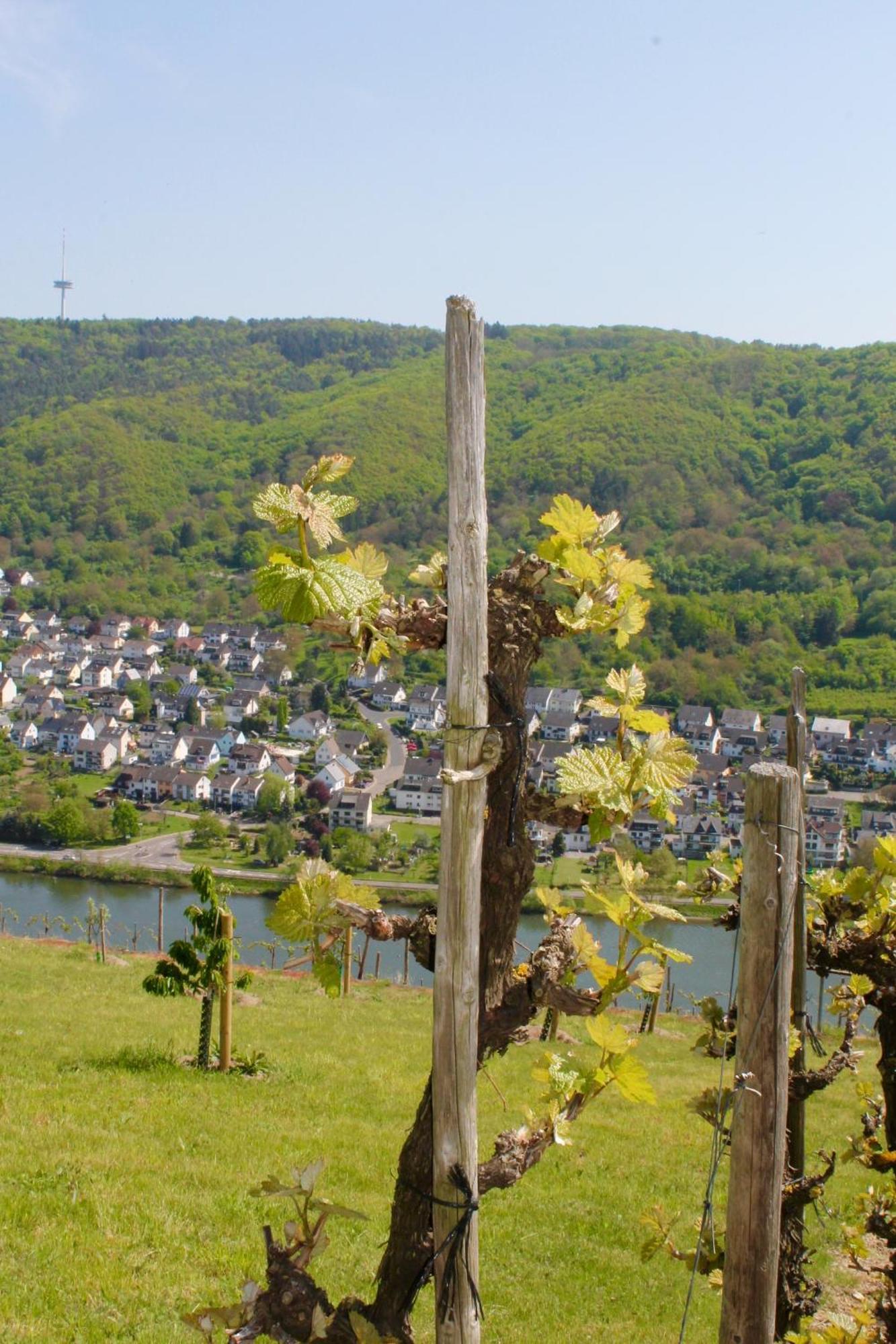 Ferienwohnung Auf Der Moselhoehe - Naehe Koblenz Und Cochem ดีบลิค ภายนอก รูปภาพ