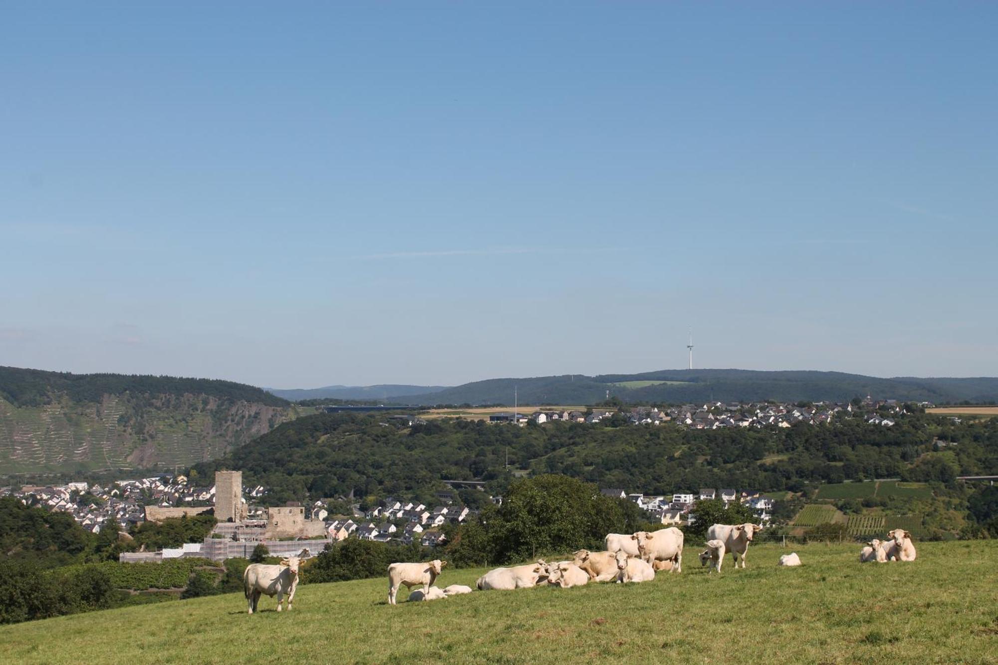Ferienwohnung Auf Der Moselhoehe - Naehe Koblenz Und Cochem ดีบลิค ภายนอก รูปภาพ